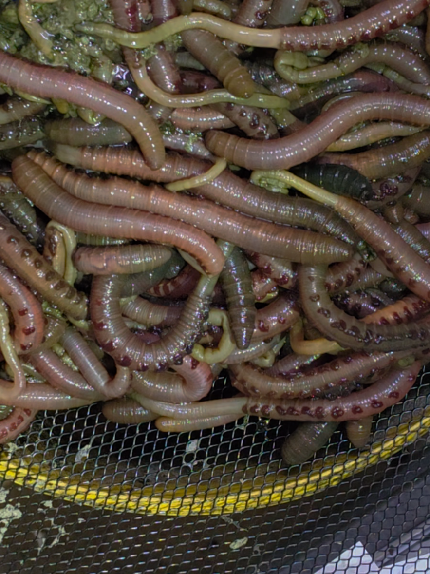 @wurmdealer.de