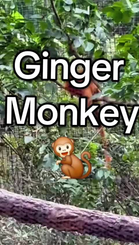 @Rie Animal