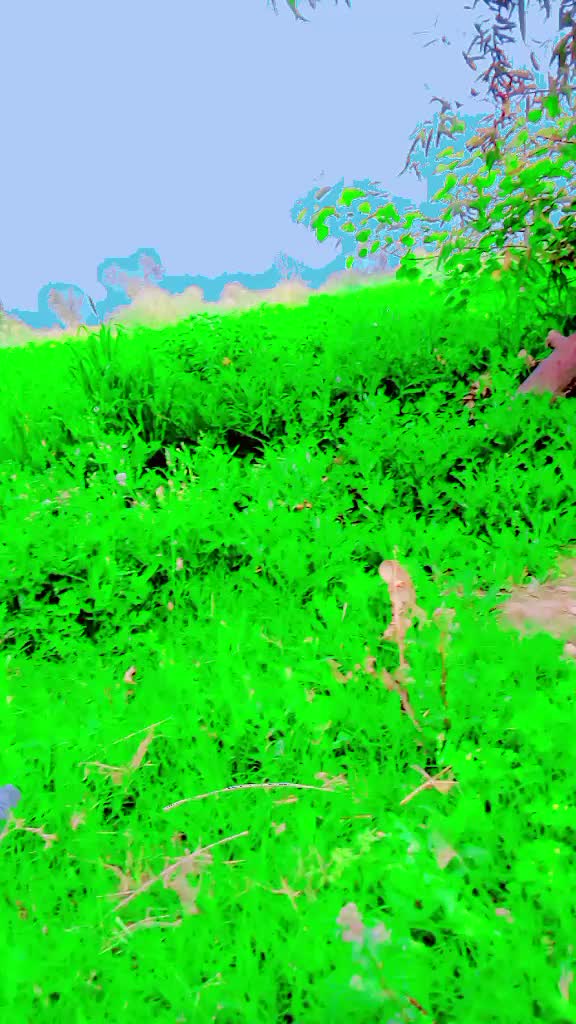 @Little Liaqat