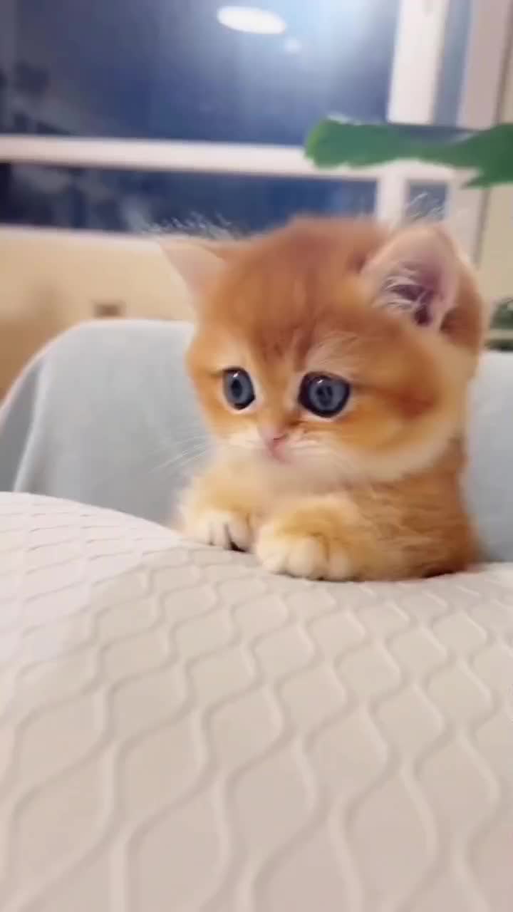 @Lin