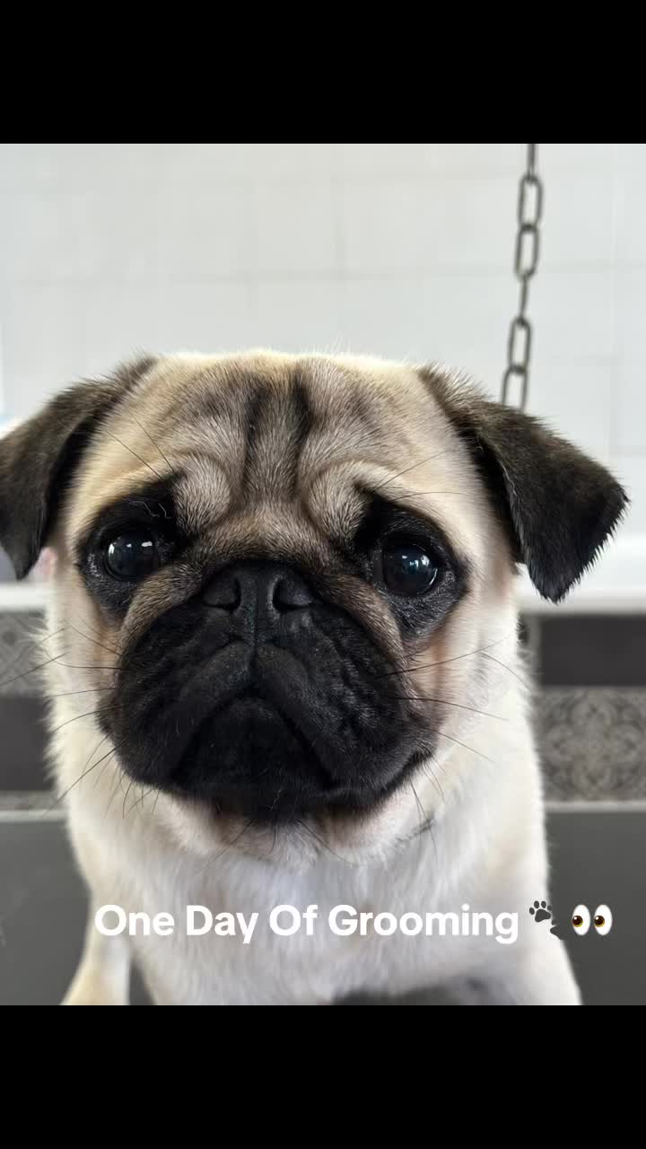 @Groomer ✃ 76