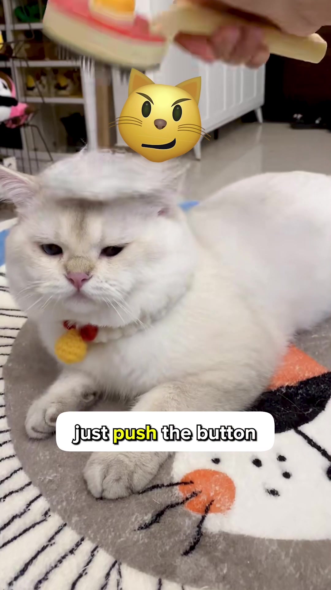 @Cats Paradise 😻