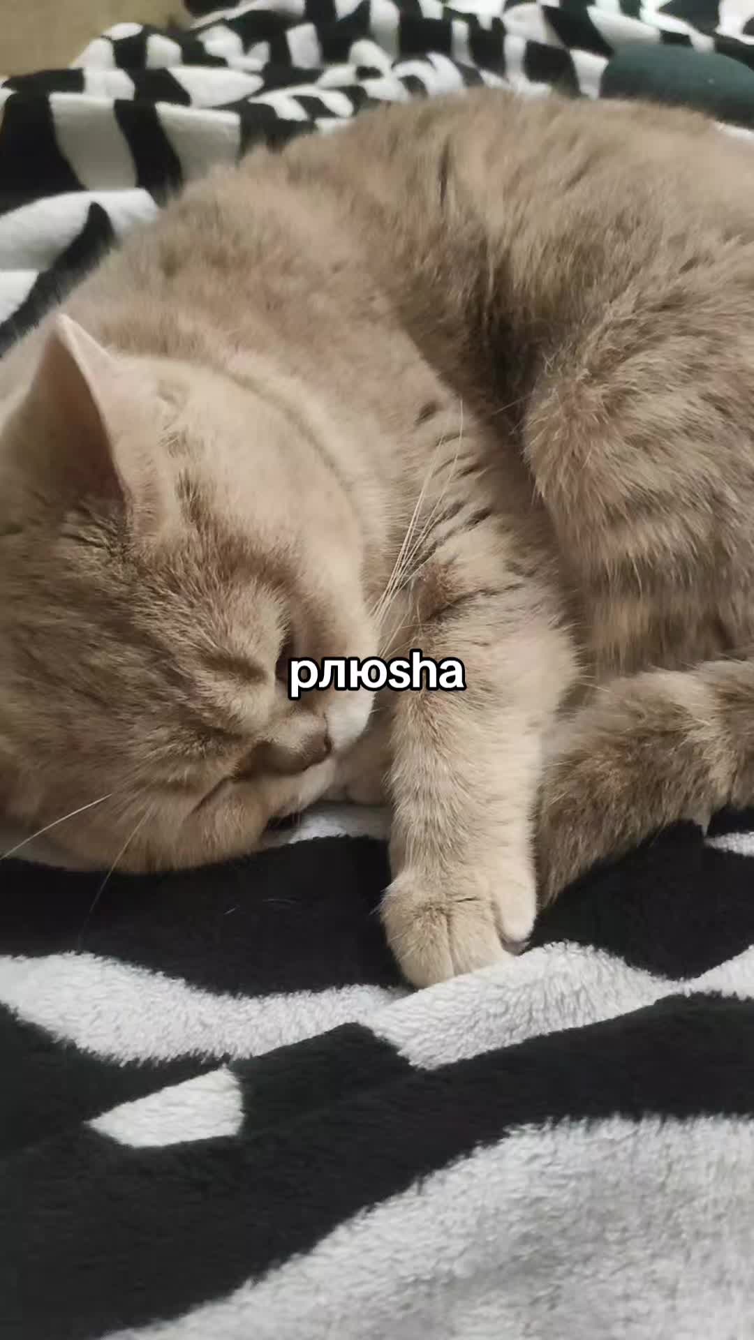 @pлюsha