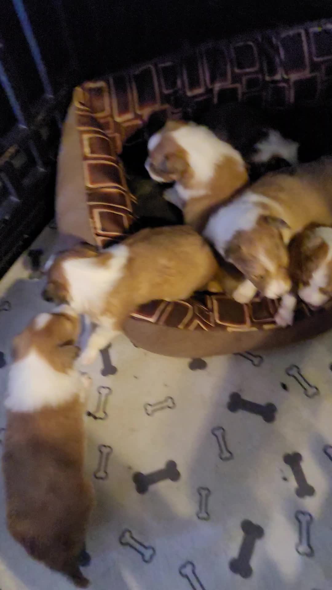 @Shellys-Loveable-Mi-Shelties