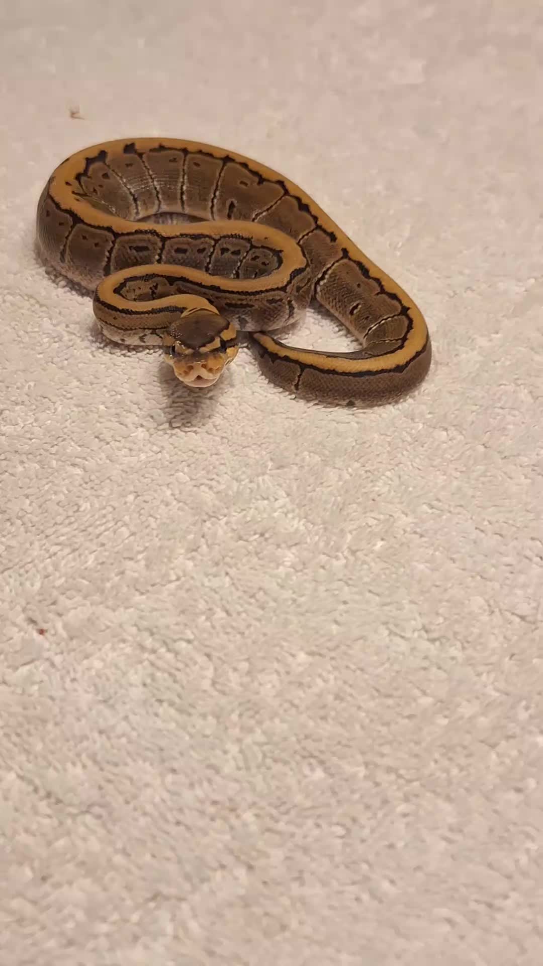 @⛓️🐍Syntr(CRR)🐍⛓️