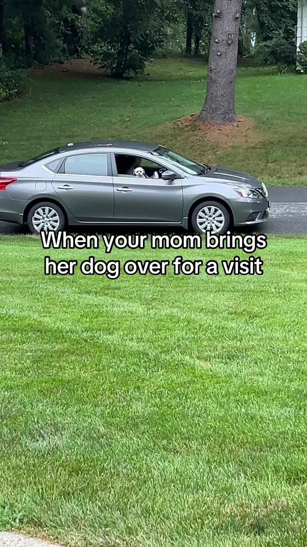 @Adventures of Gunner & Cookie