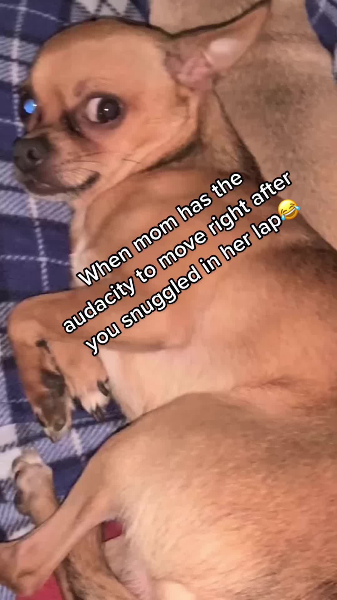 @IndyFurryFriends