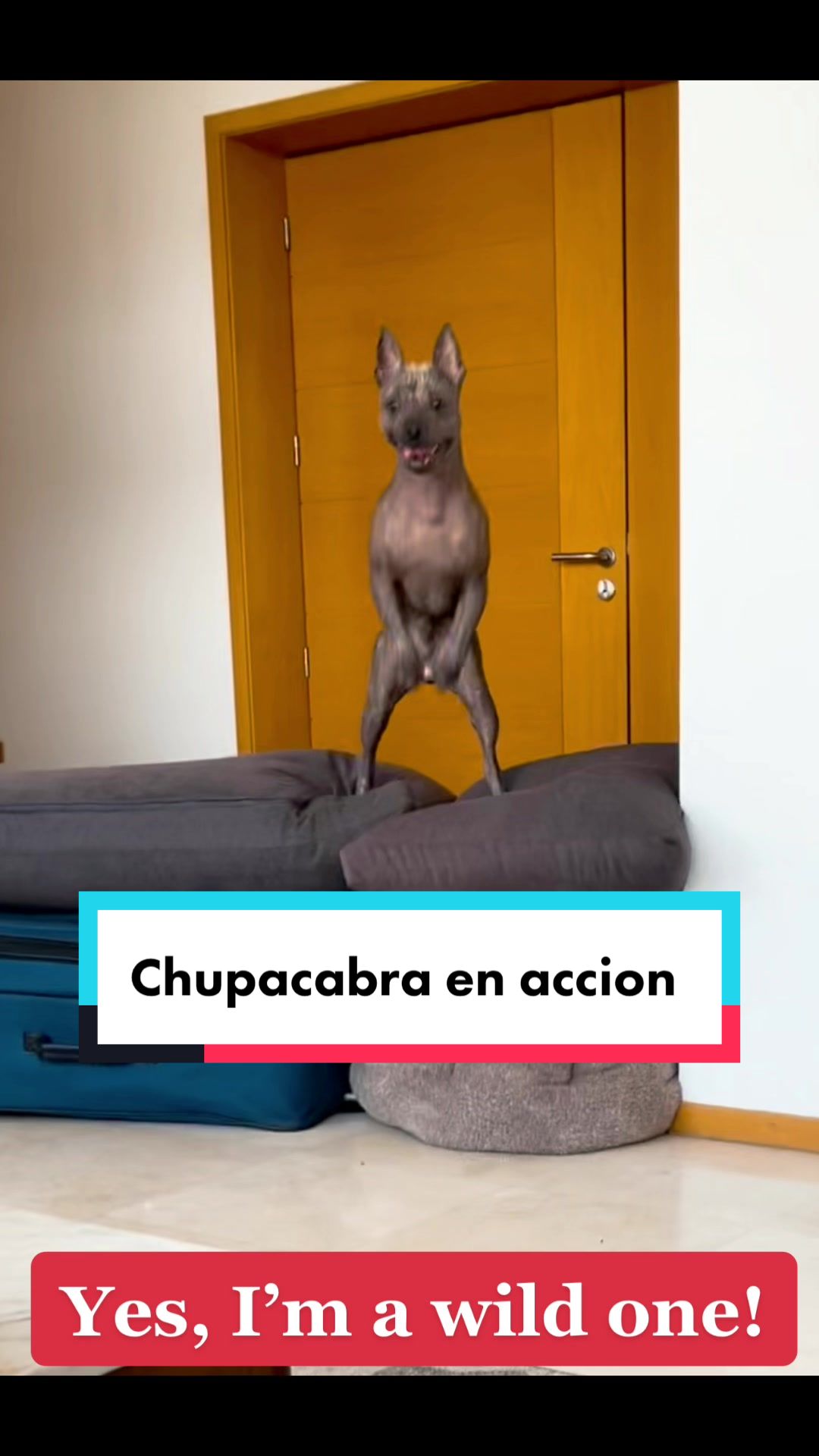 @🐺🐾🇲🇽PiCASSO🇲🇽🐾🐺