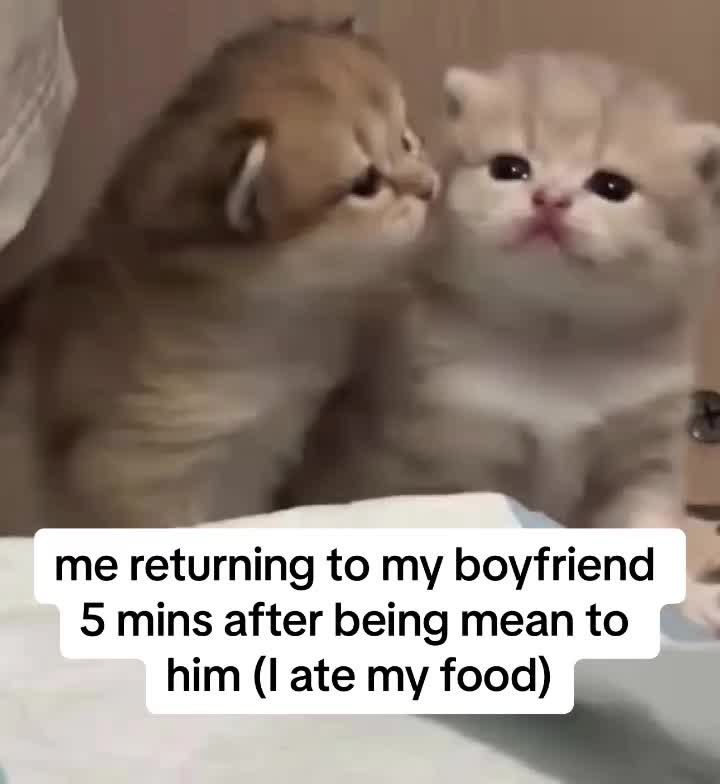 @Cat Memes