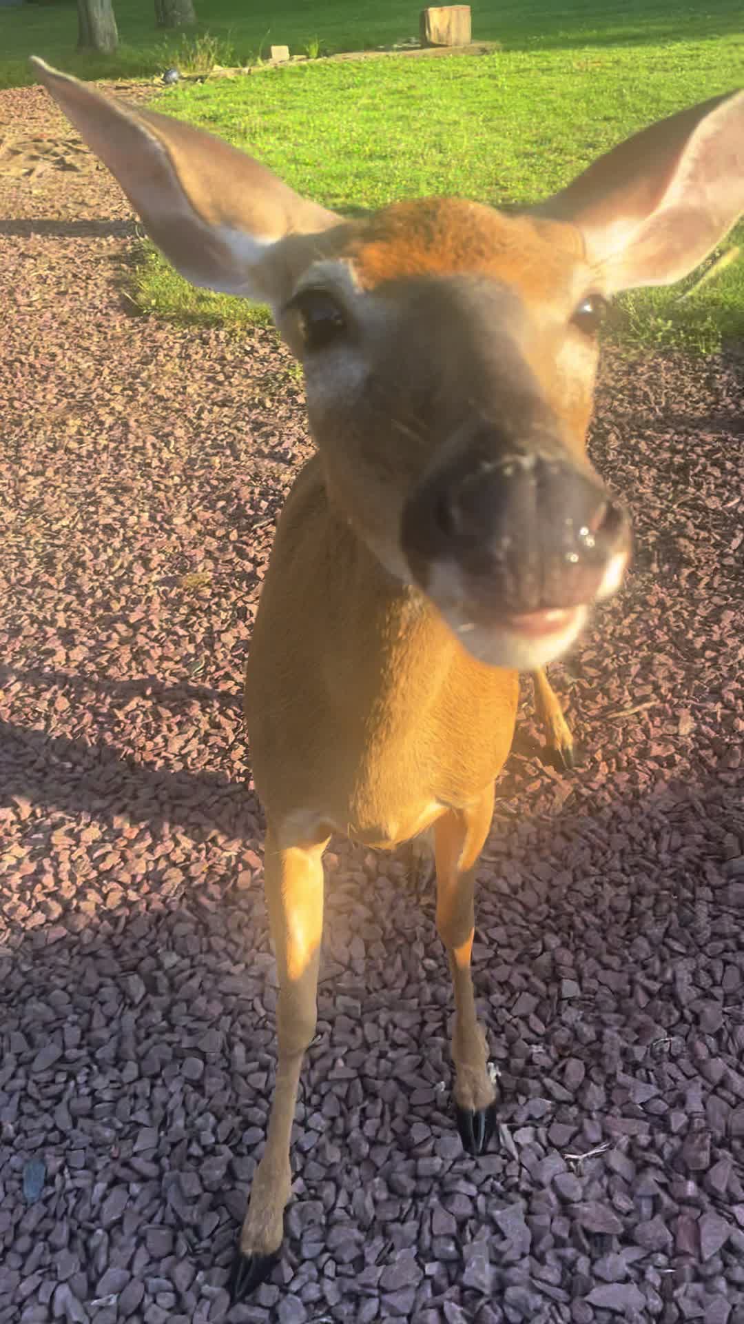 @Anita 🦌🌳
