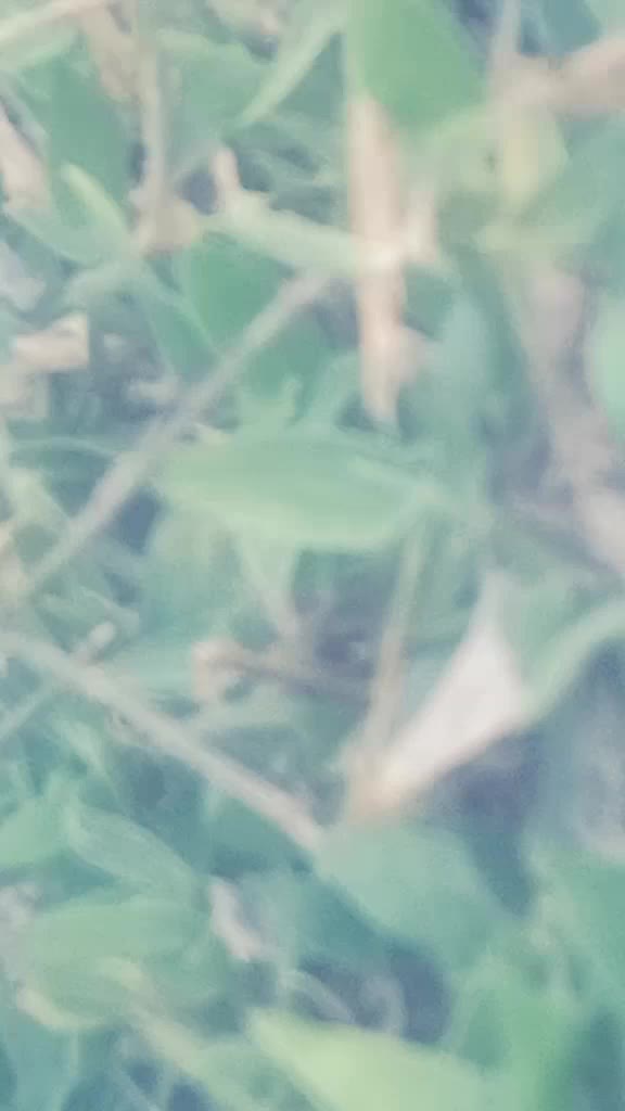 @Ravikiran Shapur