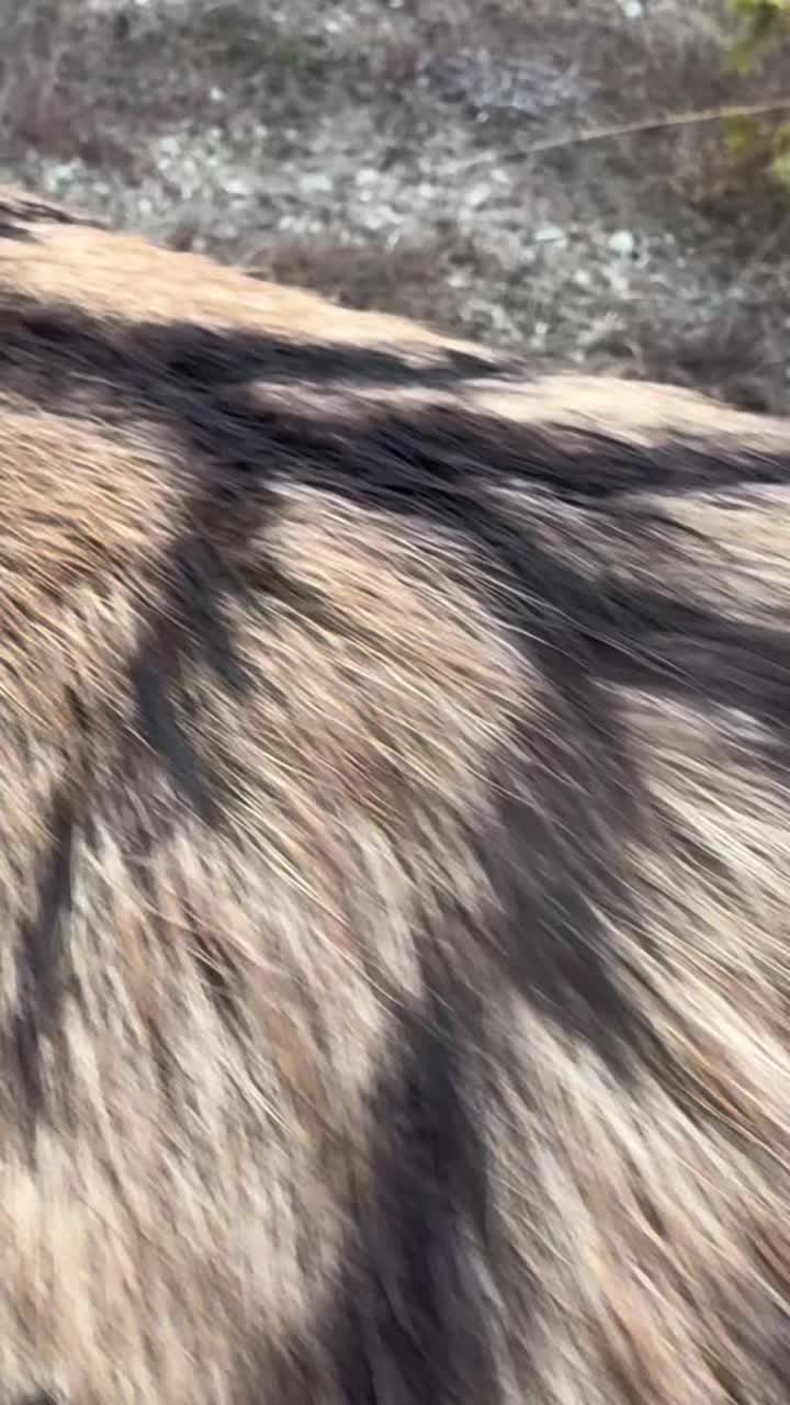 @KingRambo02