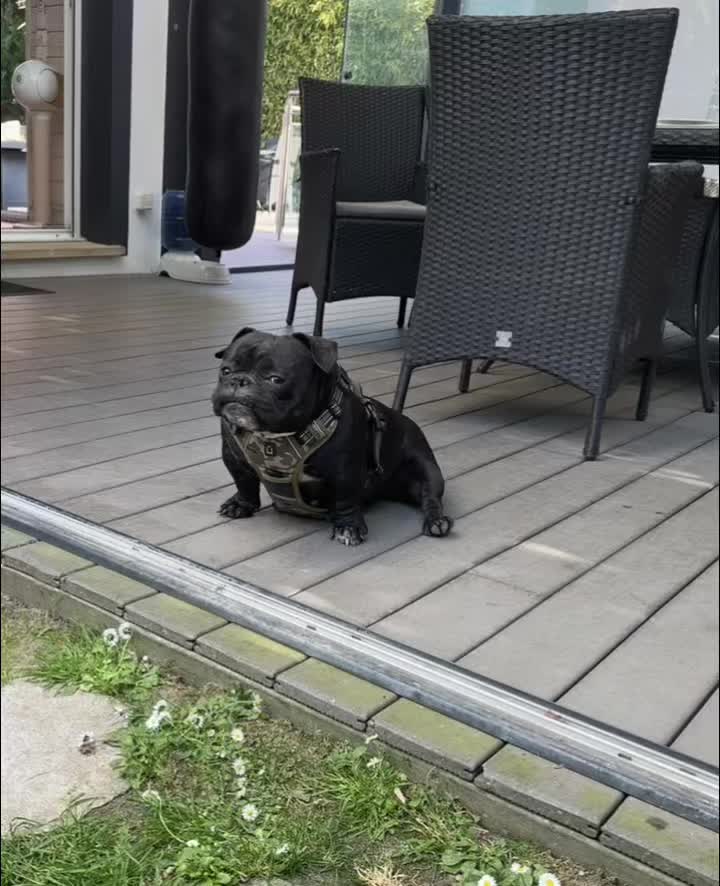 @mosthigh.bullycamp