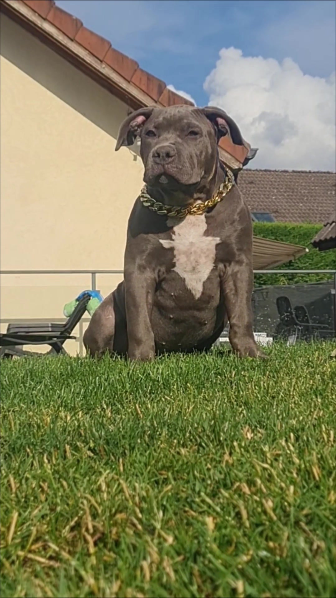 @ShadowBullyXXL