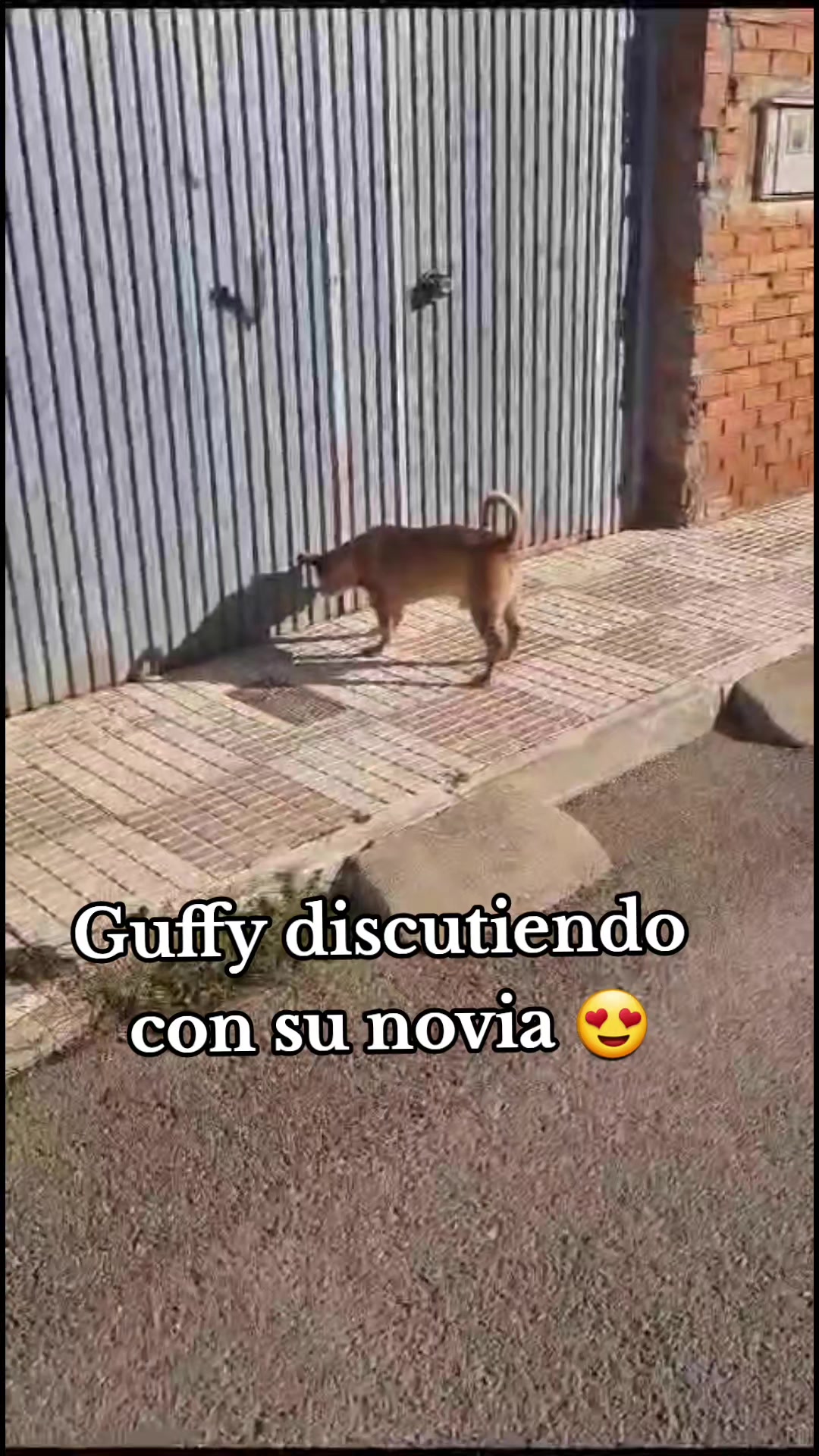 @Guffy_dog