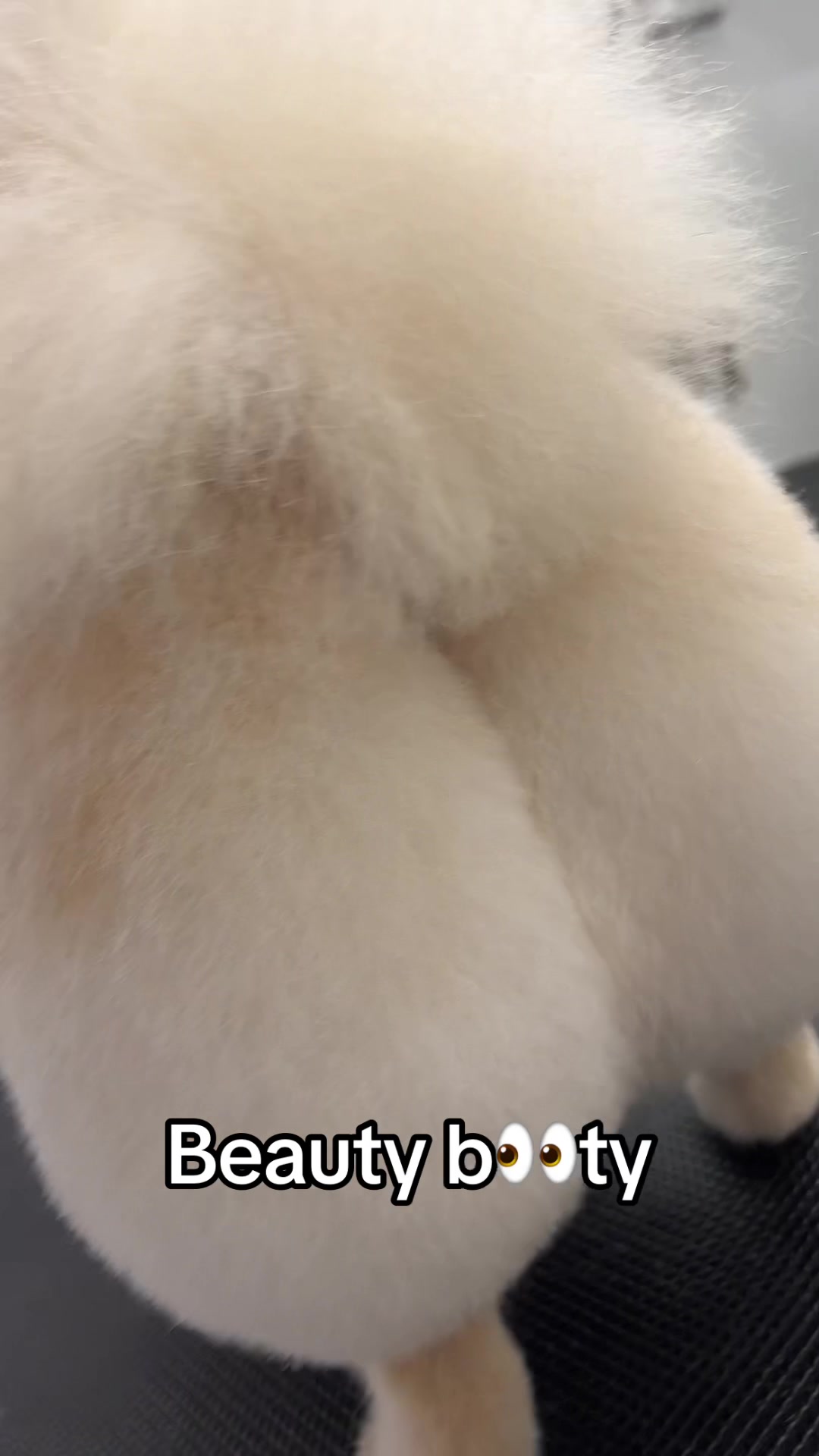 @PetStylist_Teti