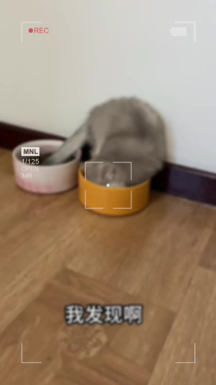 @CutePetEncyclopedia