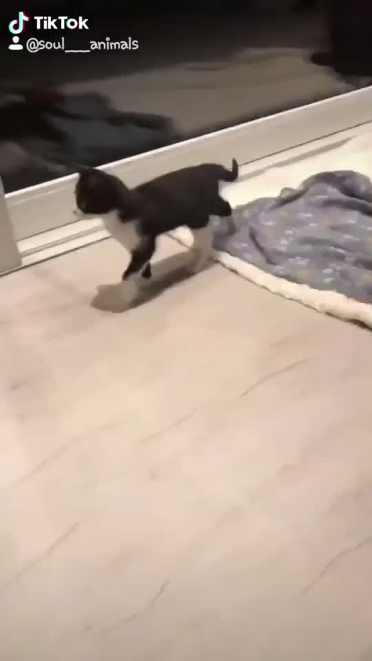 @🦊