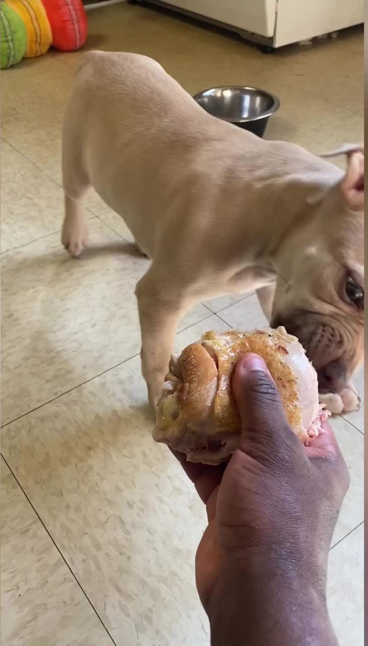 @davincitheamericanpitbull