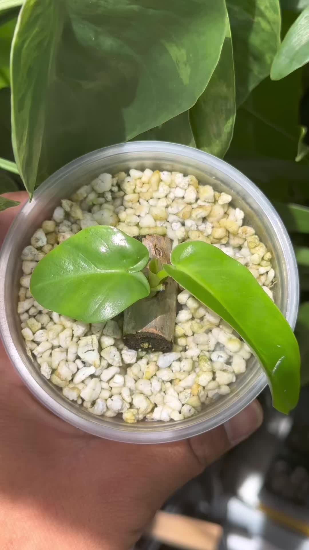 @Just_fishandplants