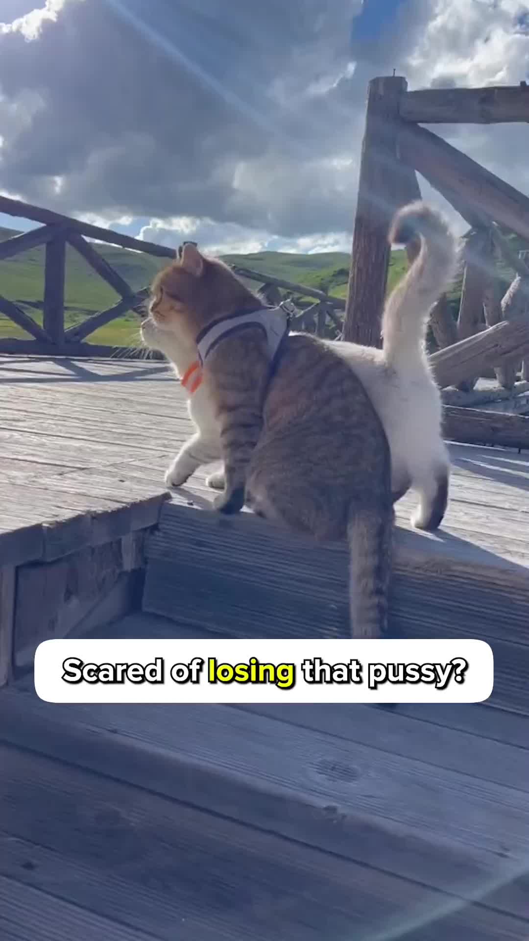 @Cats Paradise 😻