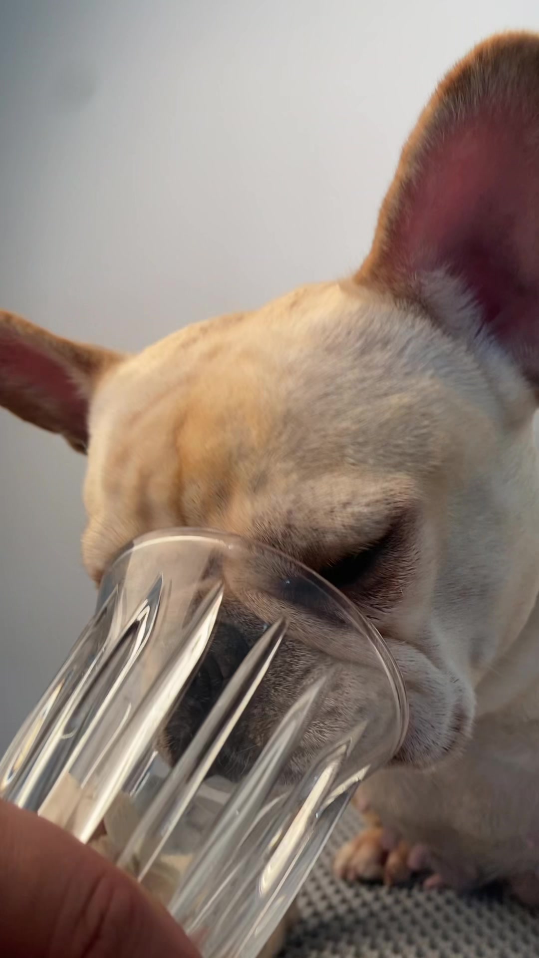 @Furbulous