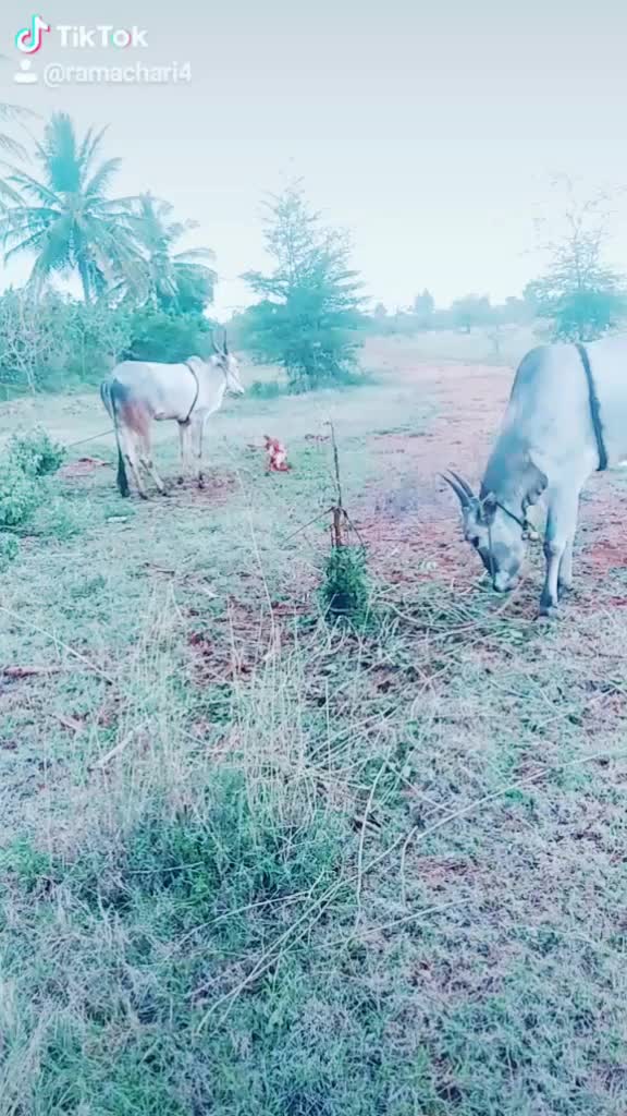 @ಗಾಂಚಲಿ ಹುಡ್ಗ