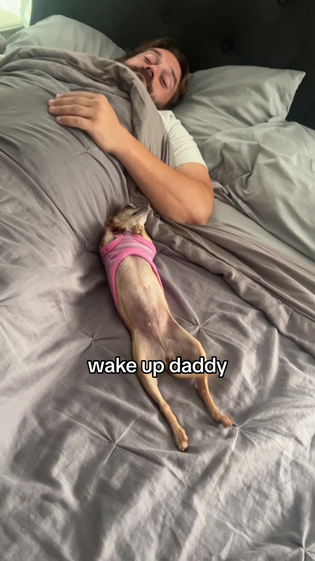 @thechihuahuafamily1