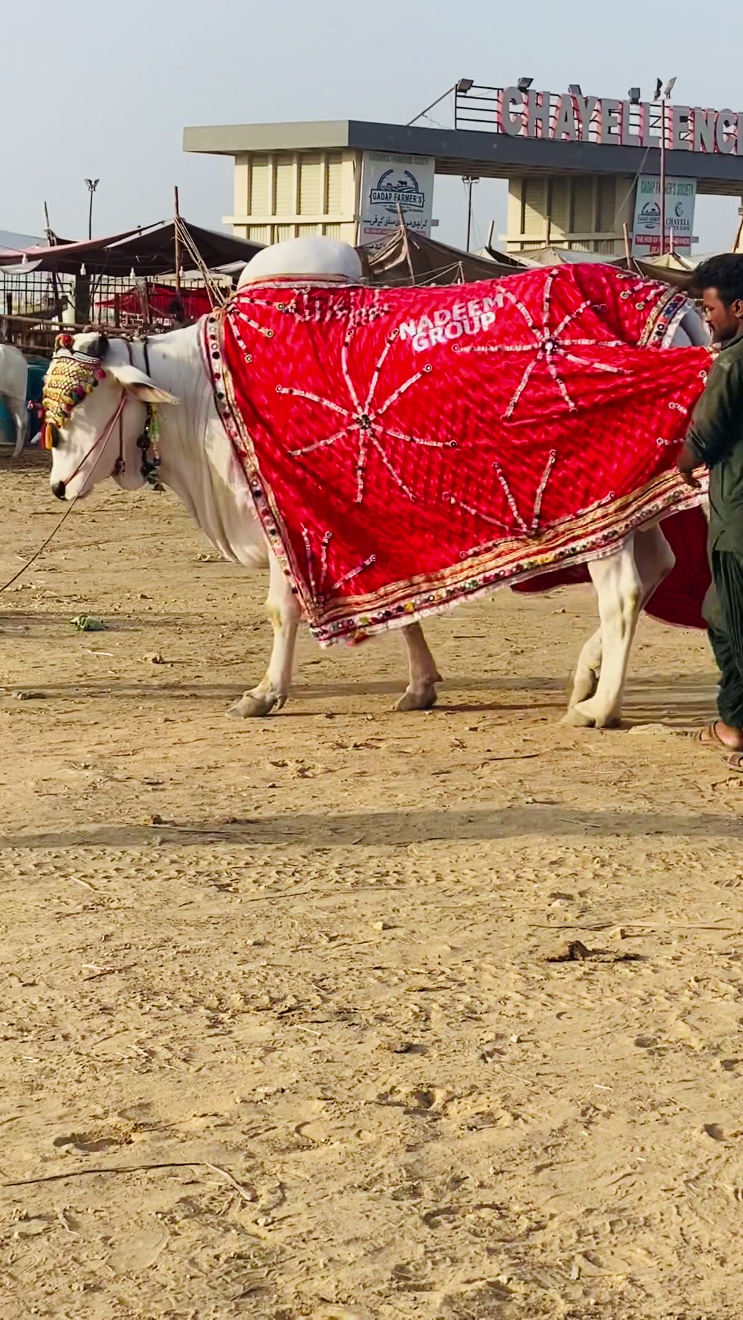 @Karachi Bull lovers