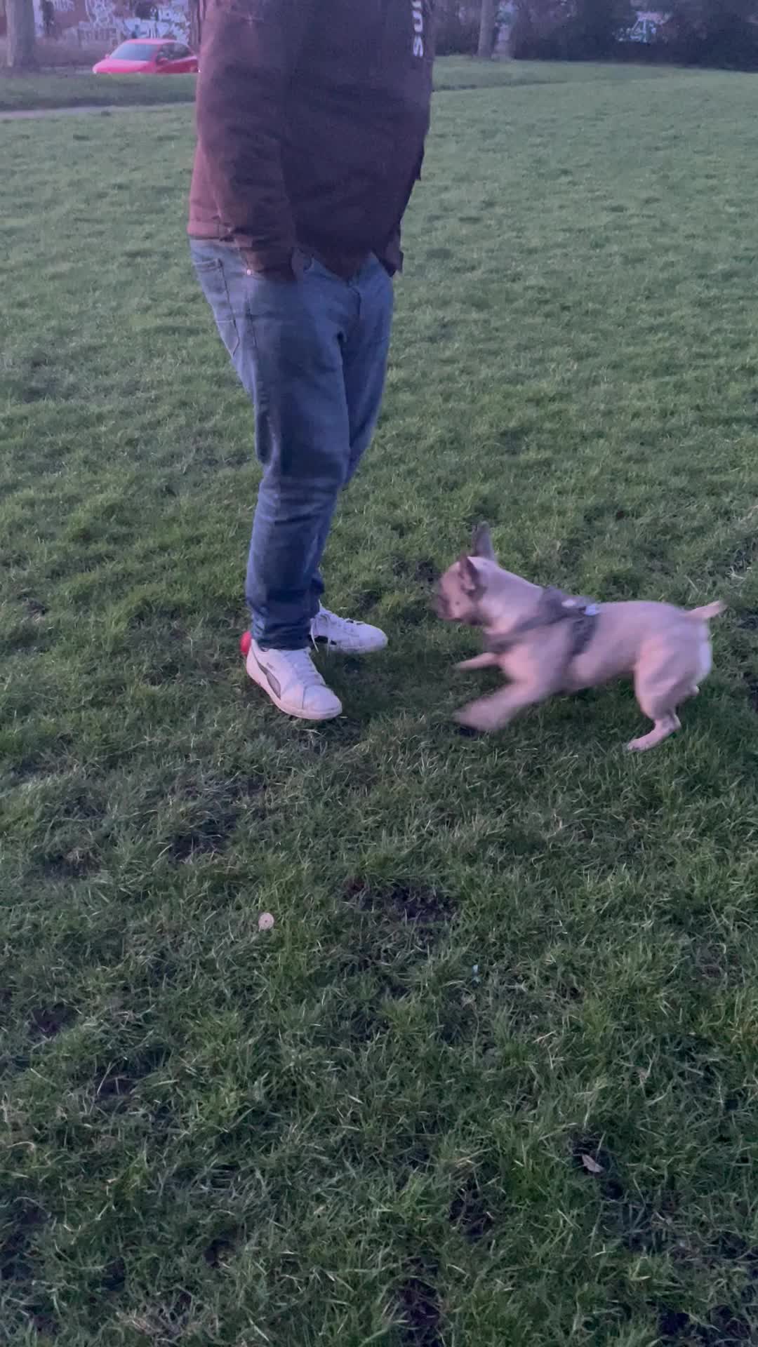 @MaggietheAdventureFrenchie