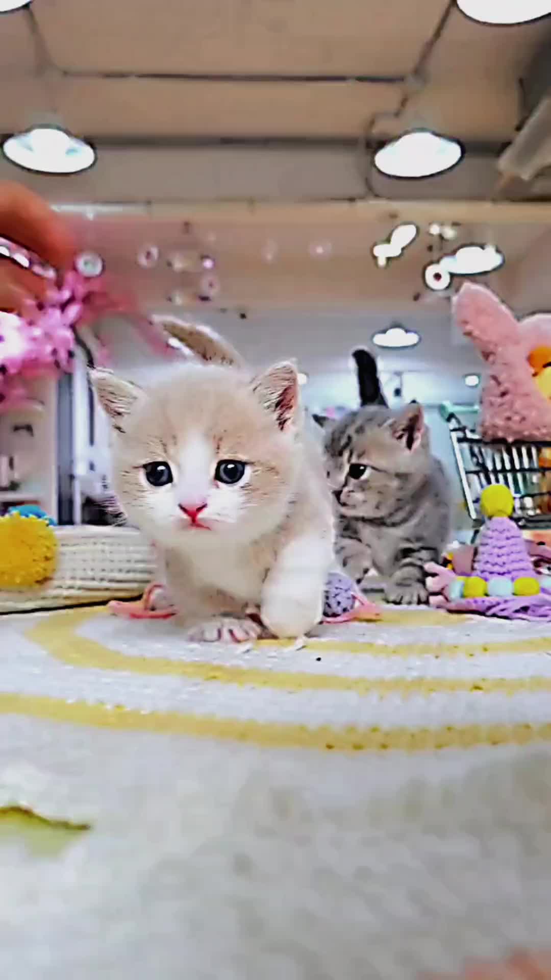 @PET CAT DOG