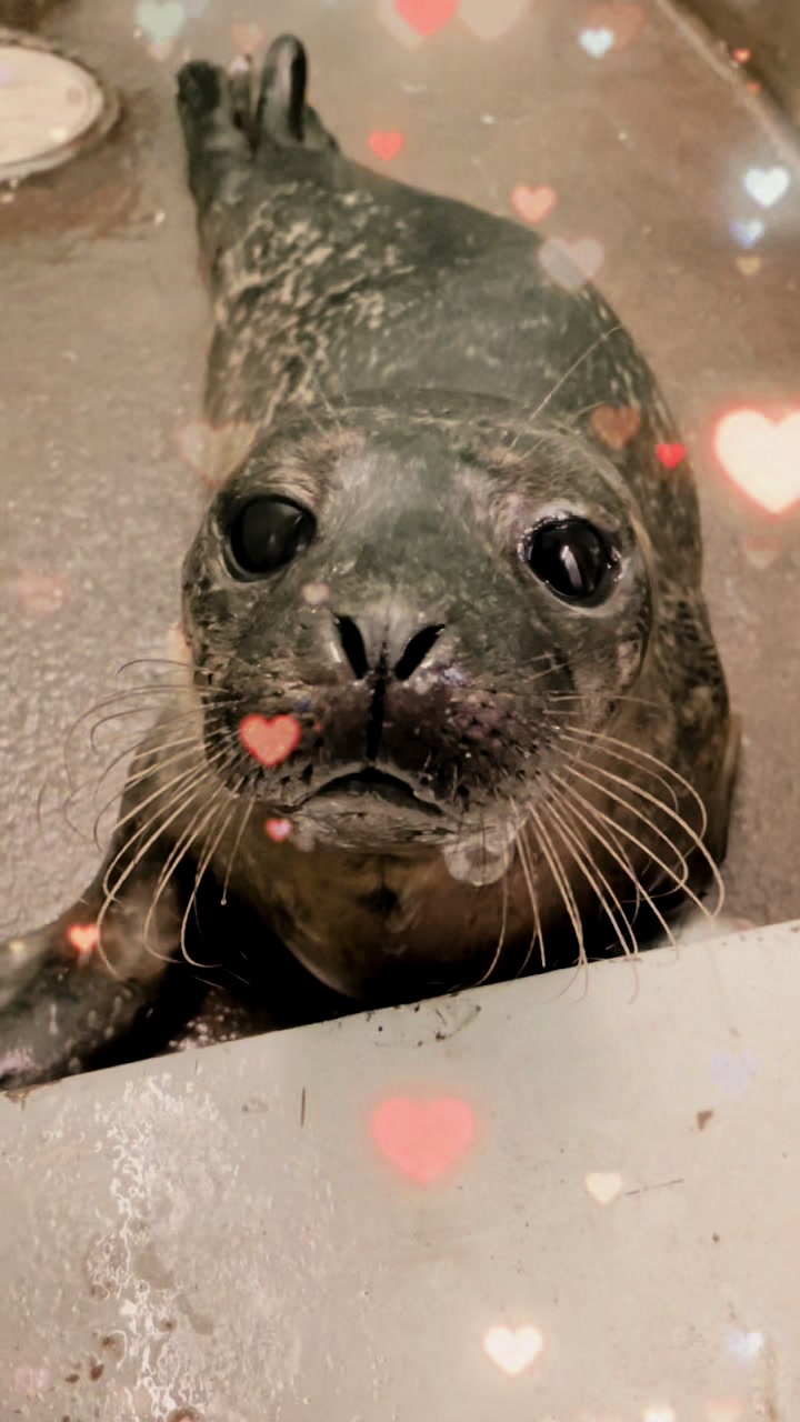 @StapeleyWildlifeRehab
