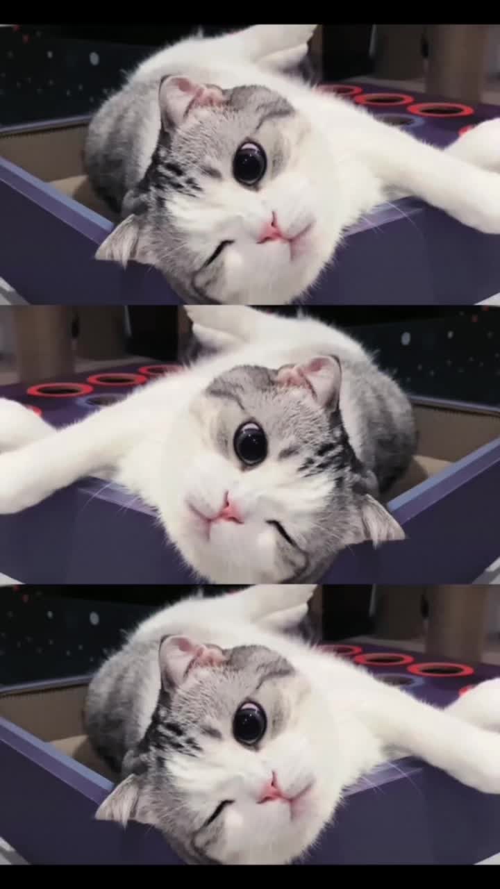 @Pet home
