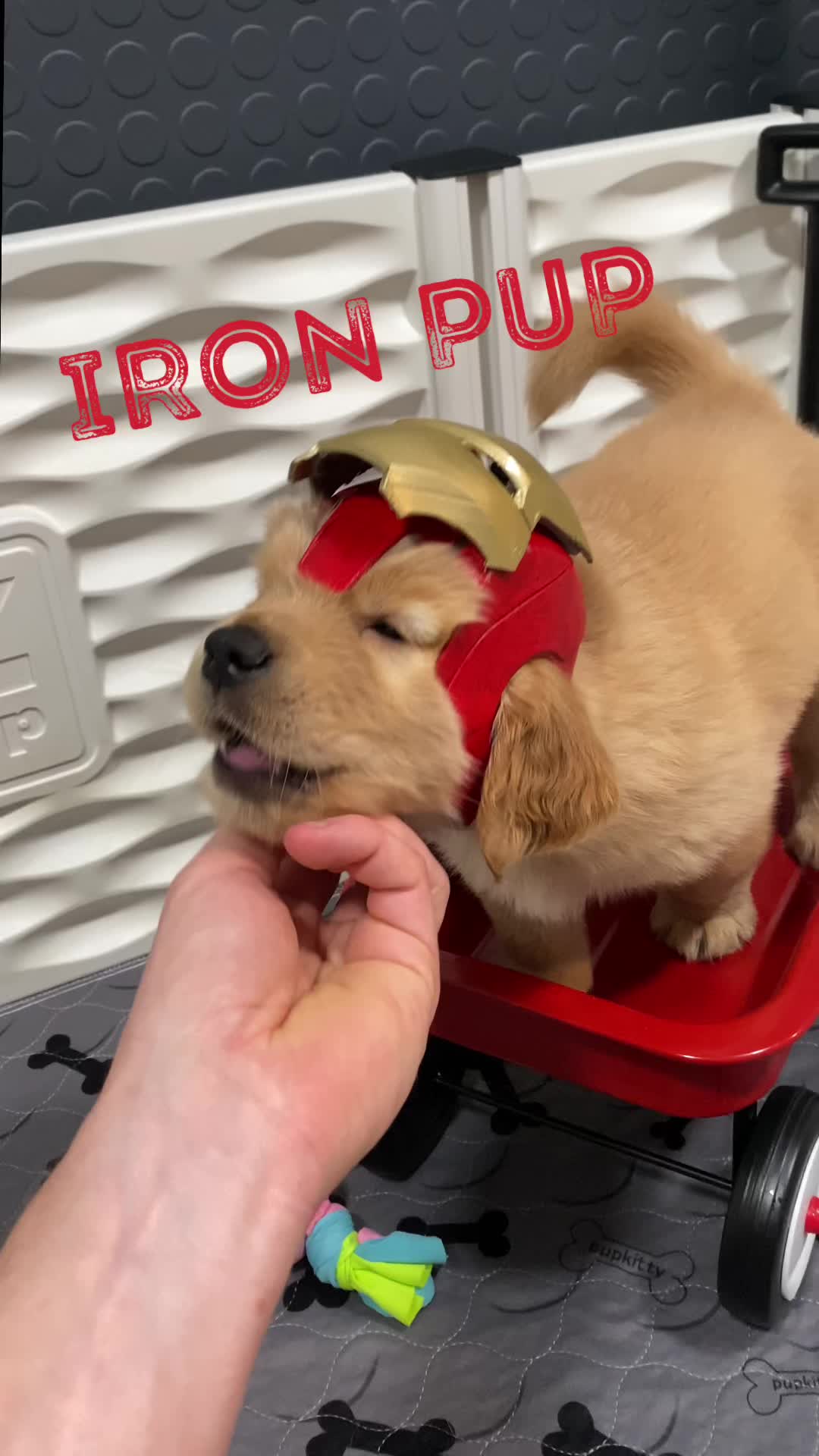 @AmoreDoroGoldens
