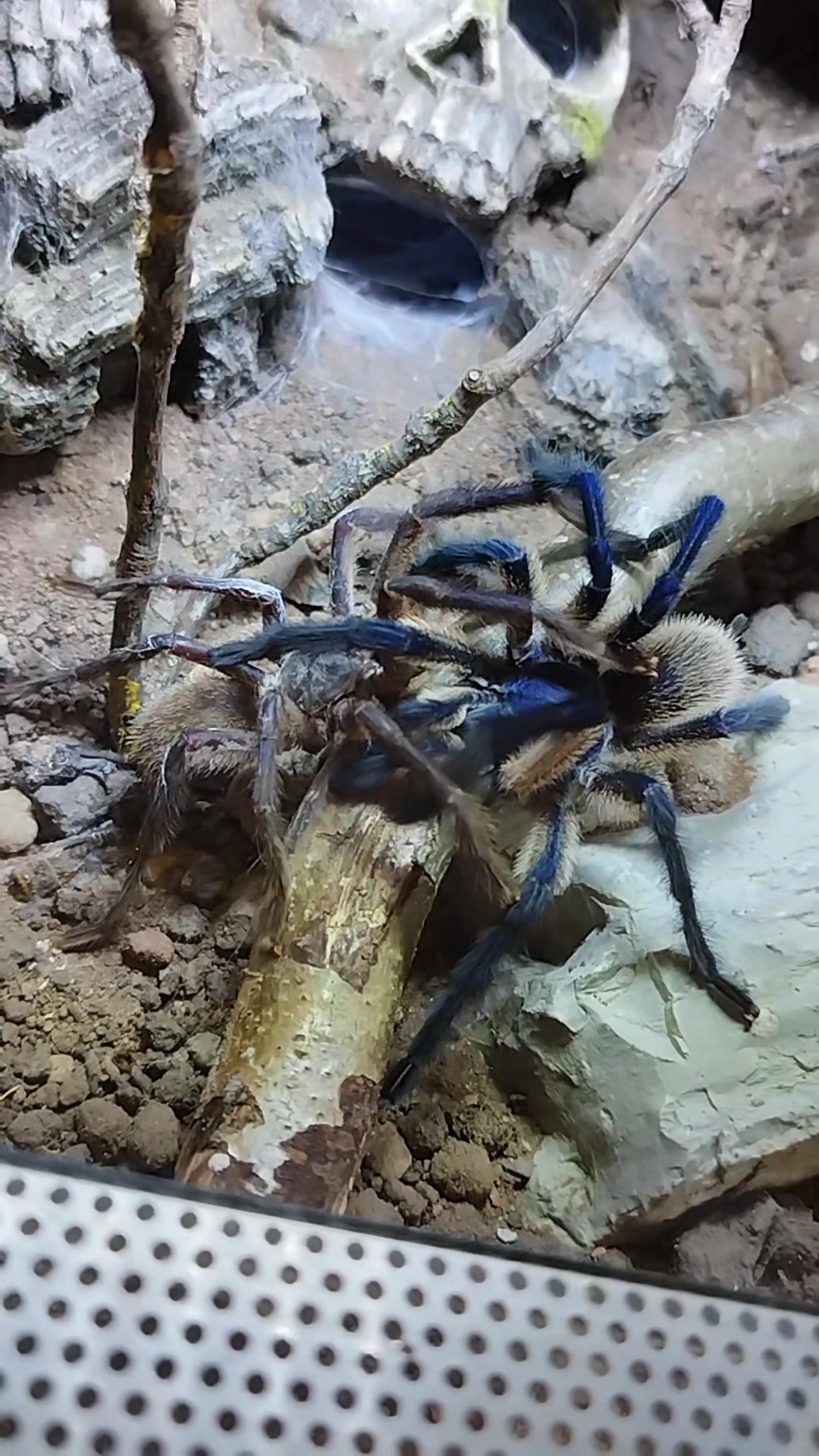 @Mycrazy🤪 animal💚🕷️ world🌏