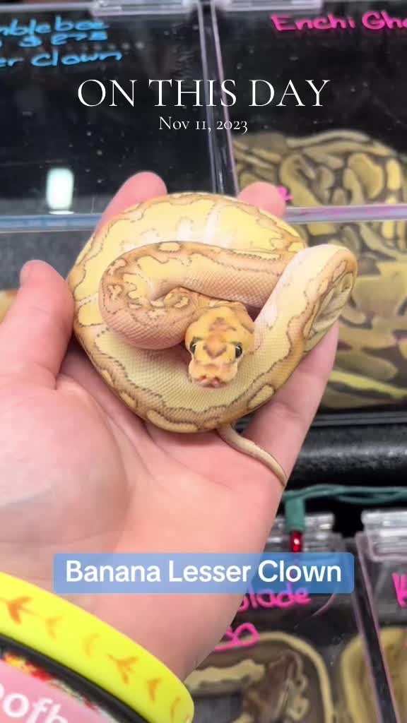 @KMReptiles