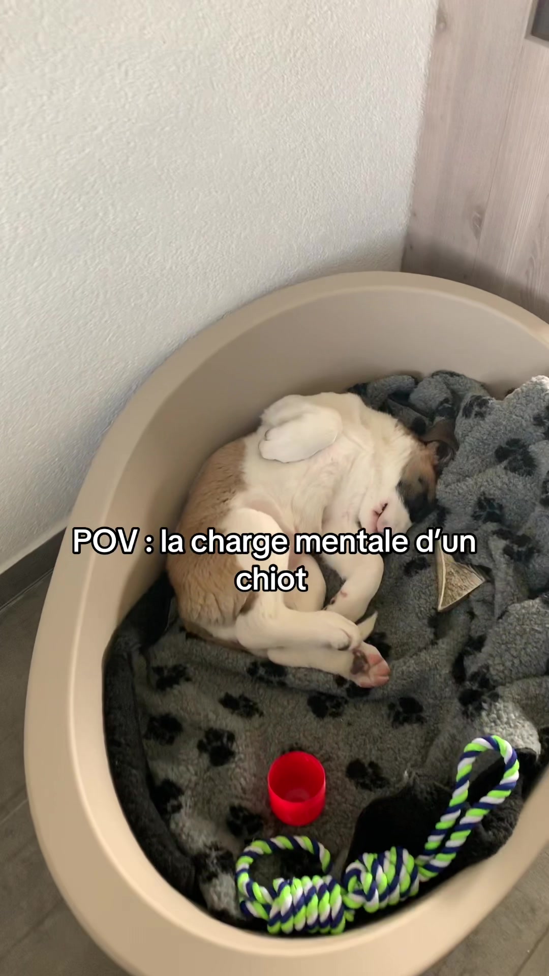 @Xena le St Bernard