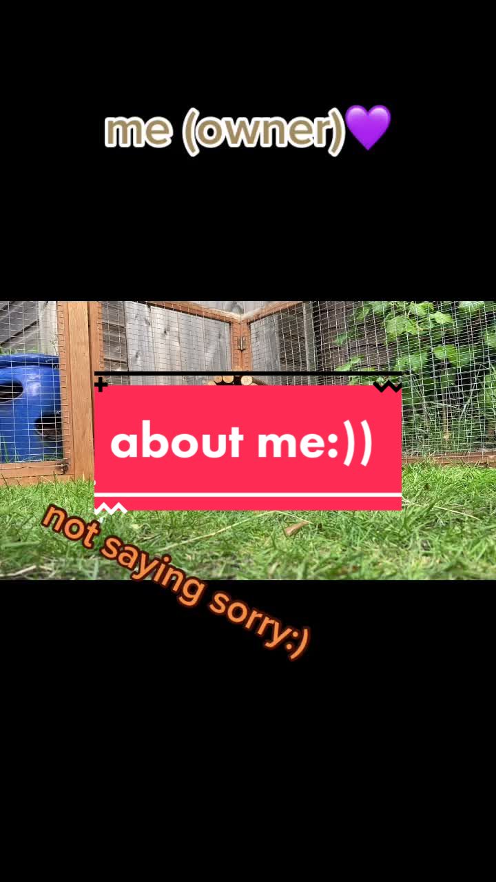 @Guinea pig tricks 🐹👍