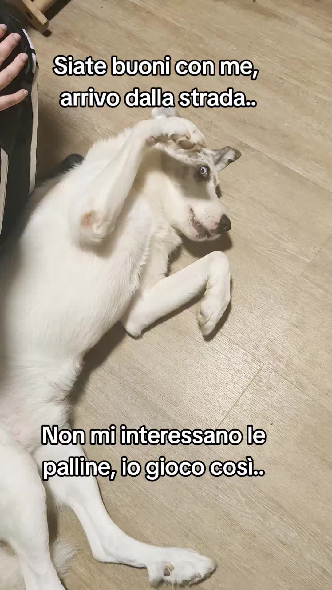 @ho.adottato.un.canesordo