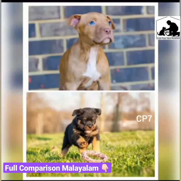 @Dog all Around