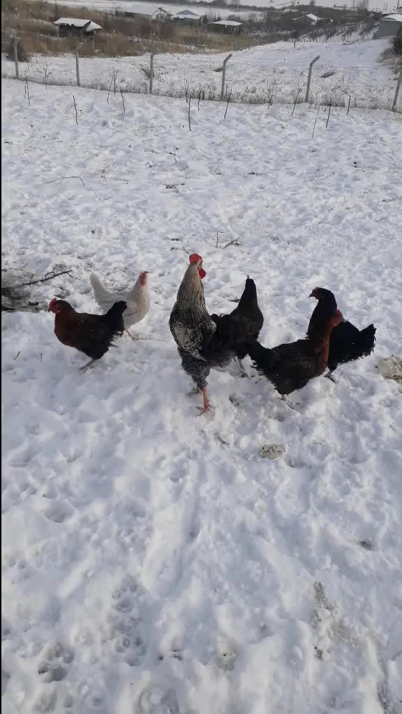 @Muhamet Özsoy