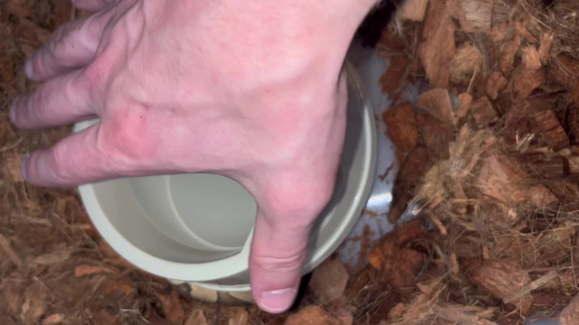 @unlikelymorphs