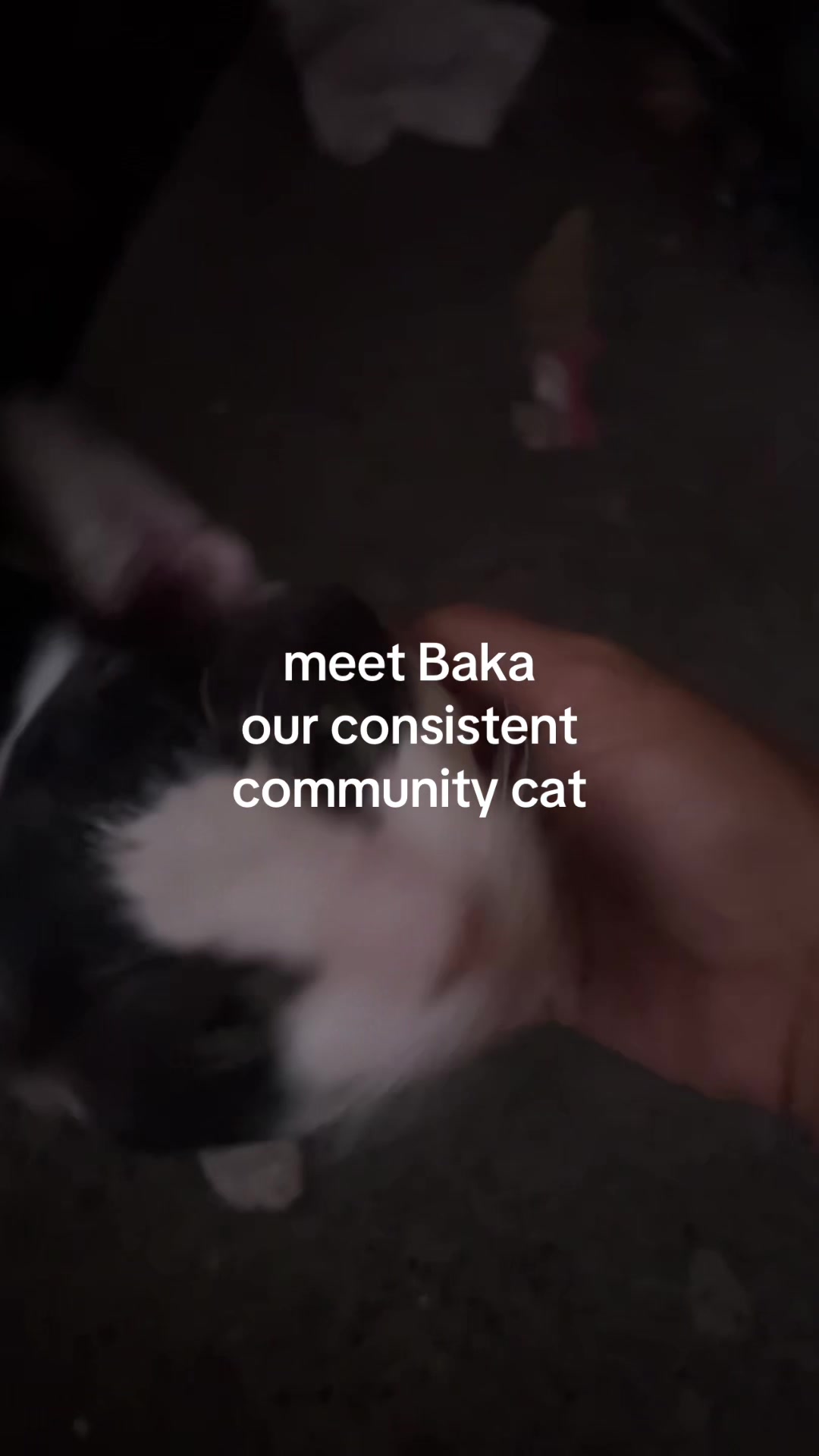 @17meows