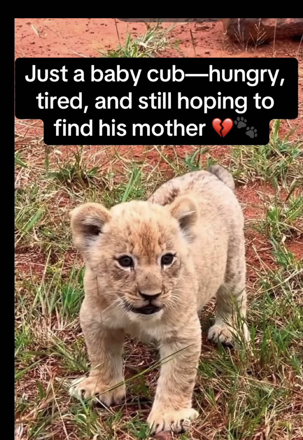 @KJ@LoveAnimalsEpicNature