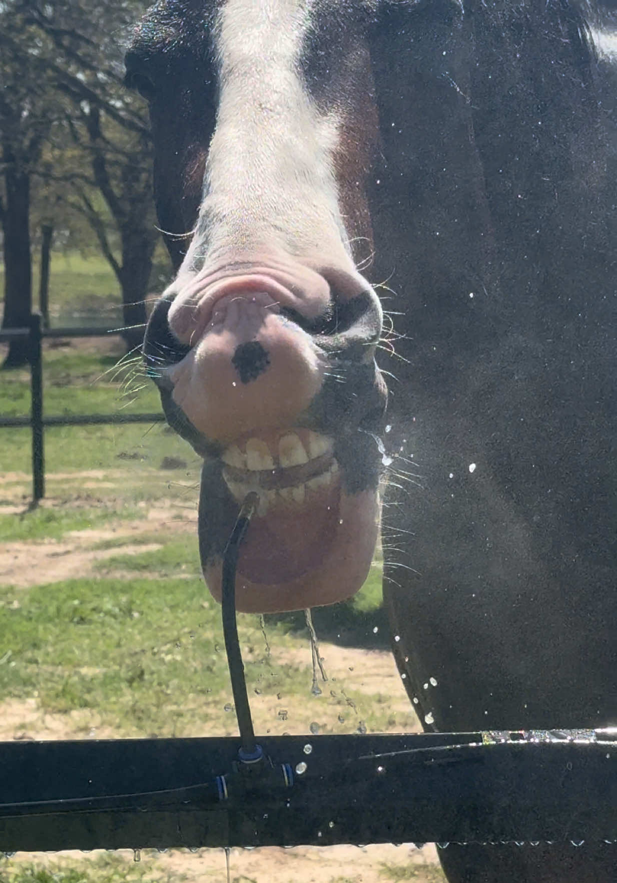 @Winston James The Clydesdale