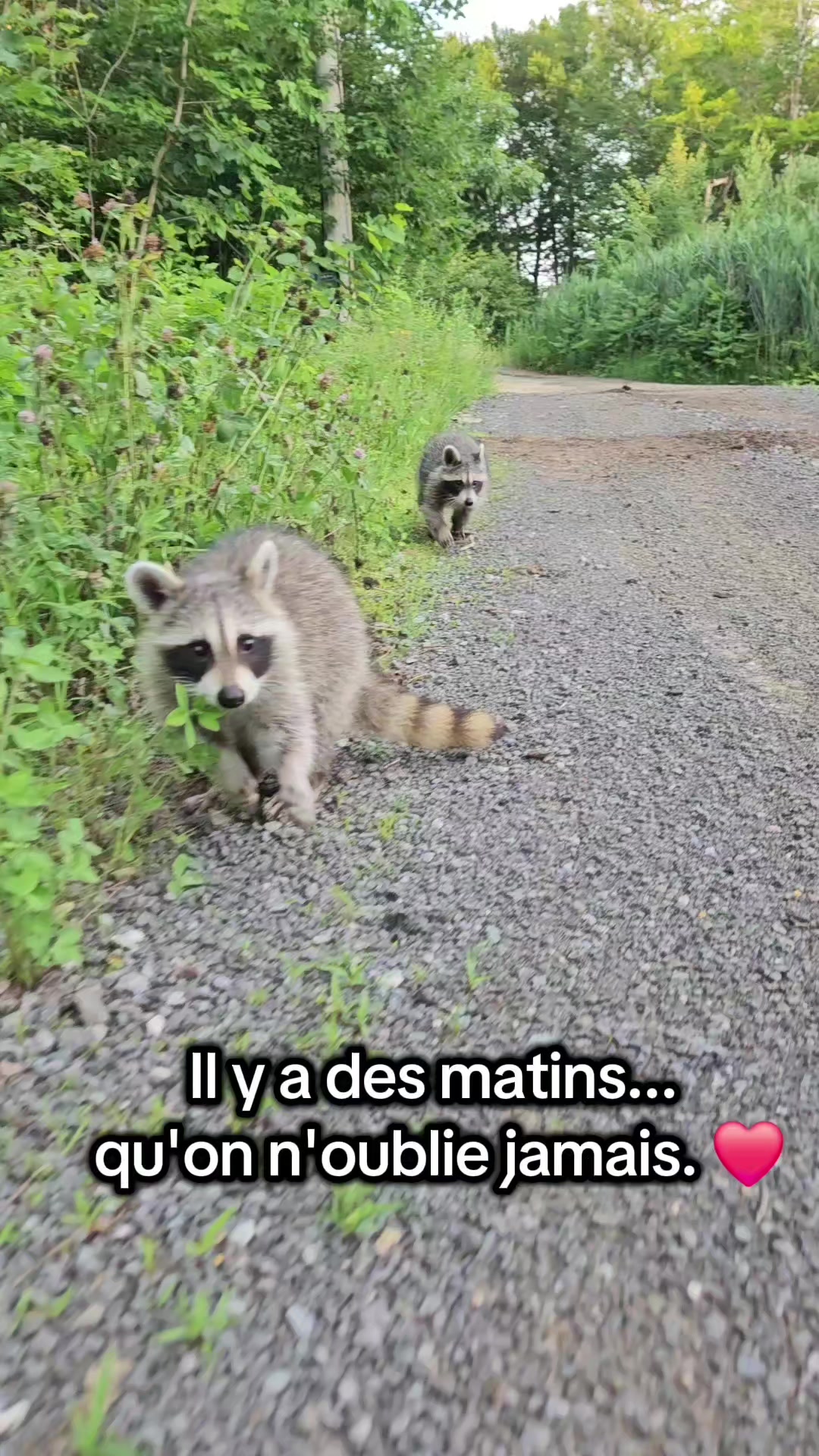 @Le Felin🐾