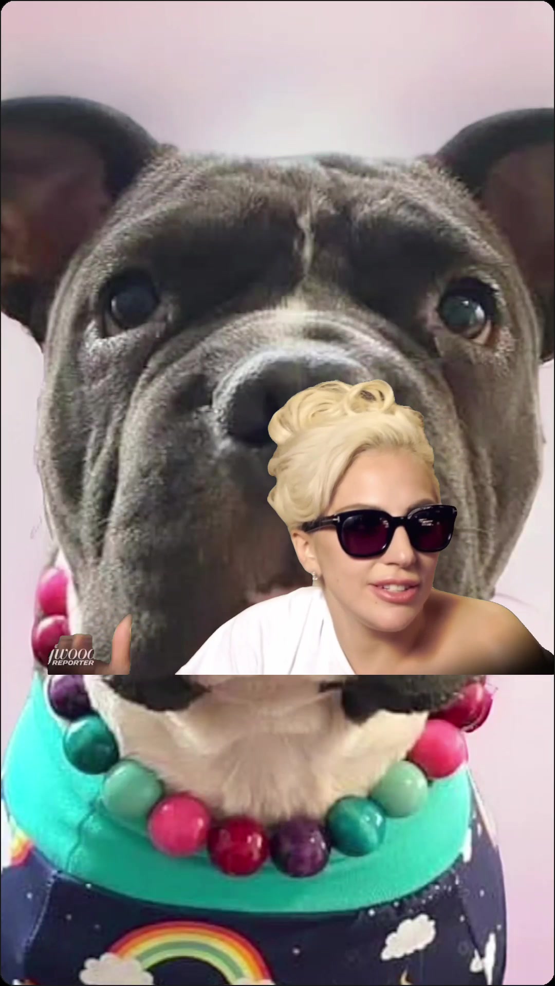 @Beadie Babiez Collar Shop