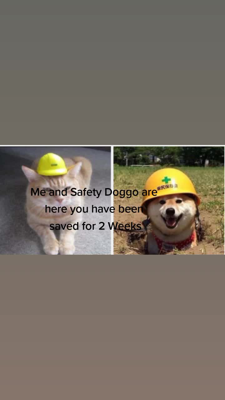 @Safety Cat