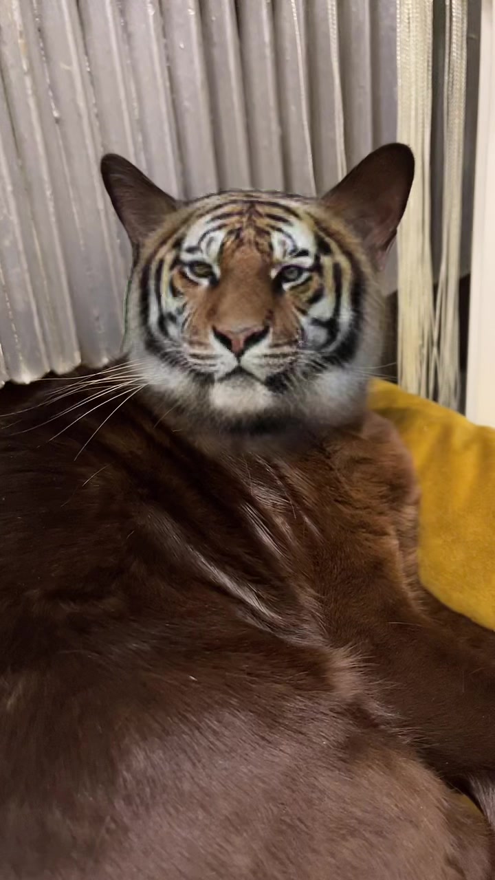 @Кот Мориска