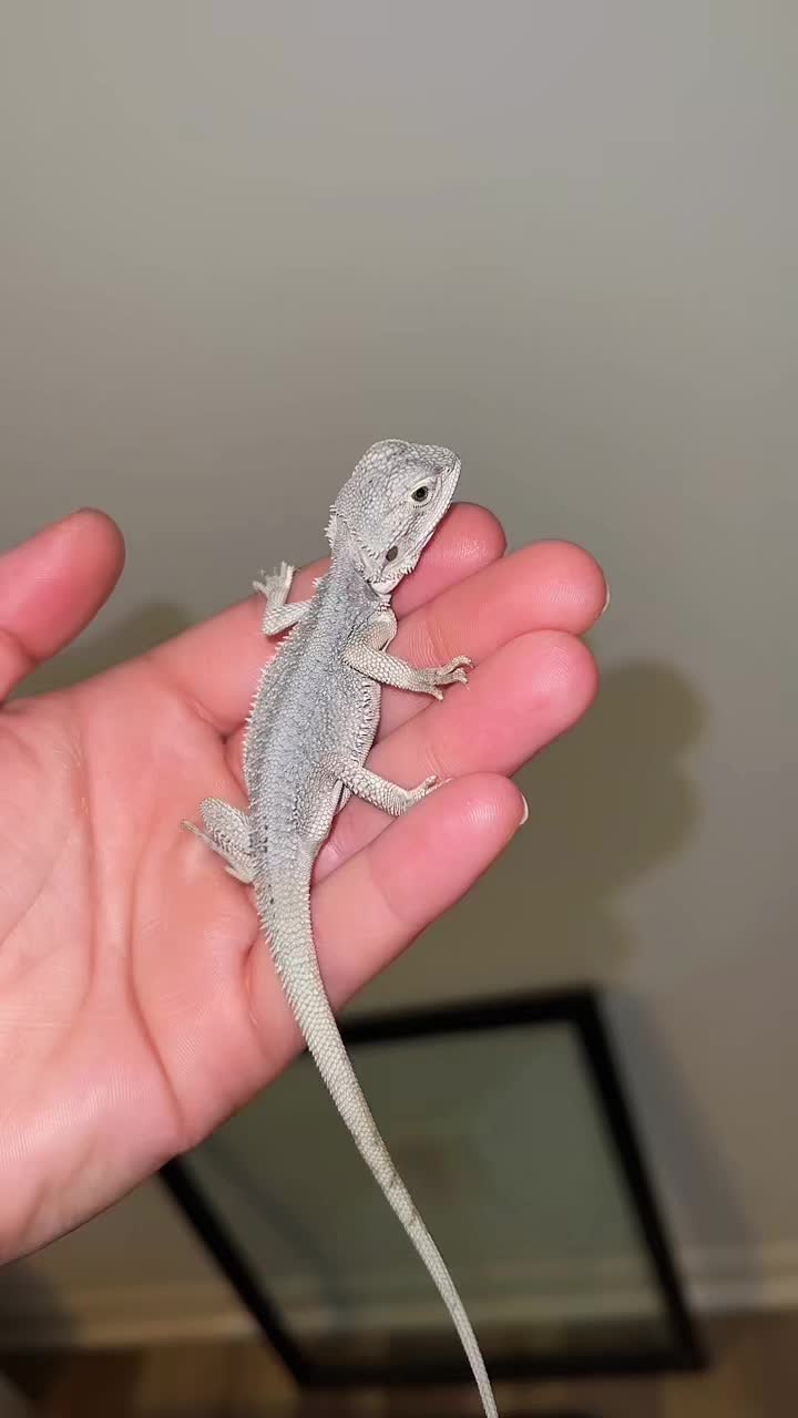 @d&m_reptile_adventure